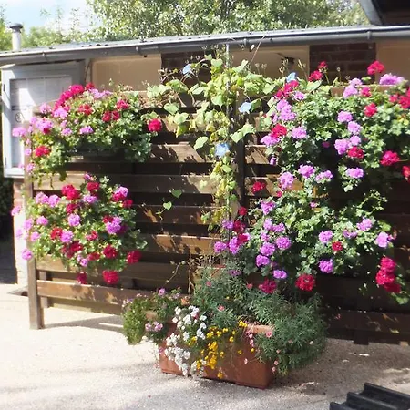 Le Camp Des Roses Aubers