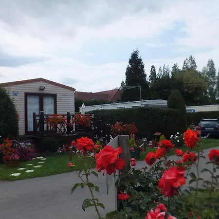Le Camp Des Roses Aubers